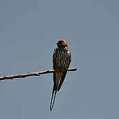 "Lesser Striped Swallow" Mlilwane Wildlife Sanctuary, Swaziland